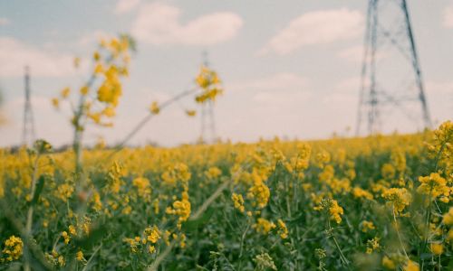 Stappenplan naar gasloos in 2050