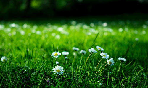 Geniet van de zomer in een koele tuin