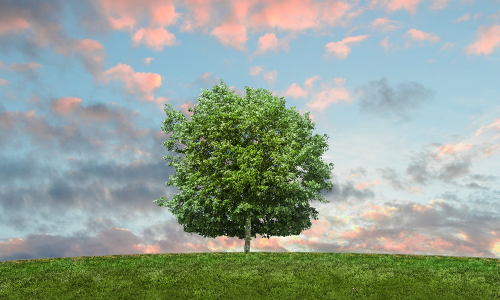 Plant een boom met stroom